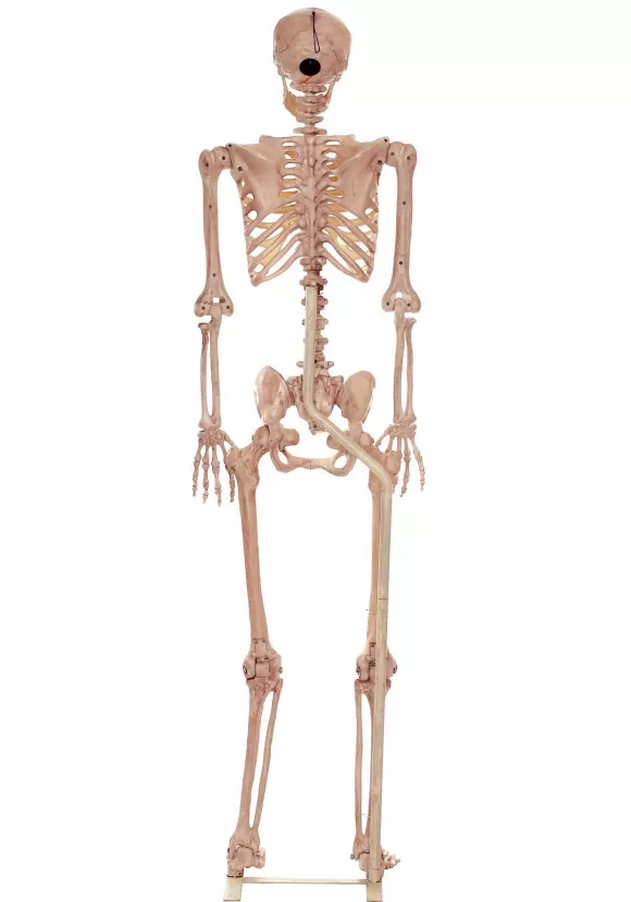 Discount Seasons (HK) Ltd. Metal Stand For Lifesize Skeletons